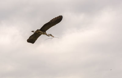 Low angle view of seagulls flying against sky