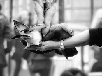 Close-up of a bird on hand