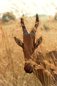 Close-up of giraffe on field against sky