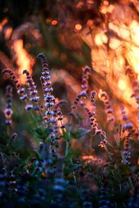 Close-up of purple flowers