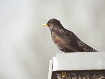 Close-up of bird perching outdoors