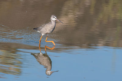 Bird perching on a lake