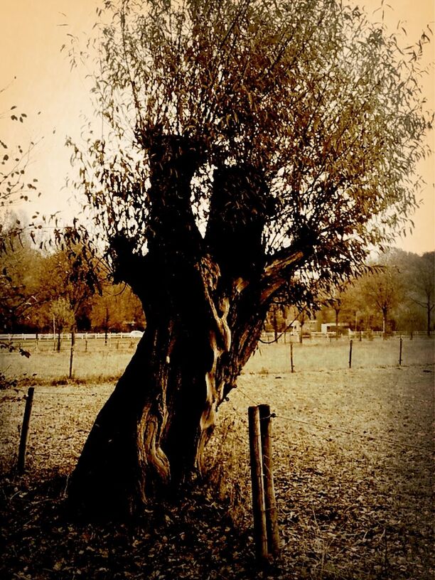 tree, tranquility, tree trunk, tranquil scene, nature, branch, landscape, bare tree, scenics, field, beauty in nature, sky, park - man made space, growth, wood - material, non-urban scene, shadow, fence, outdoors, idyllic