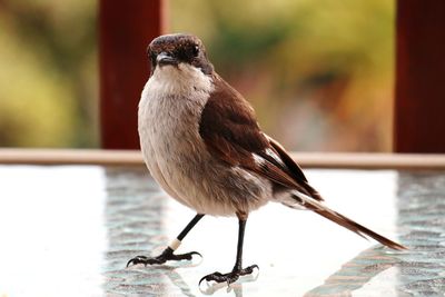 Close-up of bird perching on a railing