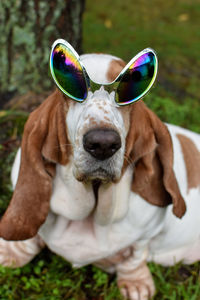 Close-up of dog wearing funny glasses 