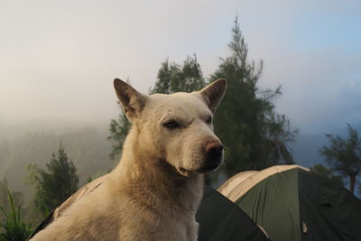 Dog looking away on mountain against sky