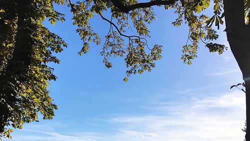 Low angle view of trees against blue sky