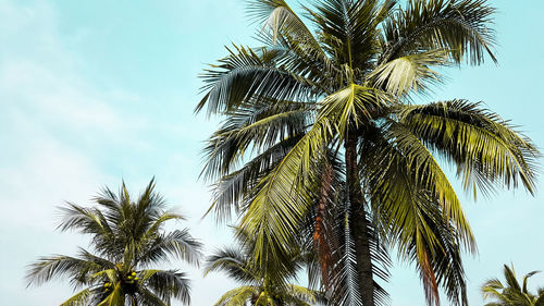 Low angle view of palm tree against sky