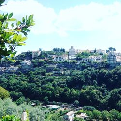 Trees and cityscape against sky