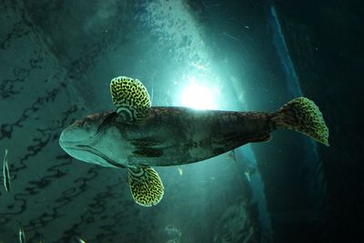 Close-up of fish swimming in sea