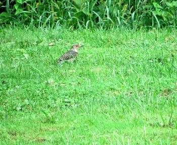 Bird perching on a field