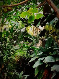 High angle view of flowering plants on land