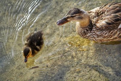 Close-up of duck swimming in lake