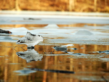 Birds on a lake