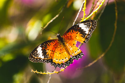 Close-up of butterfly pollinating flower