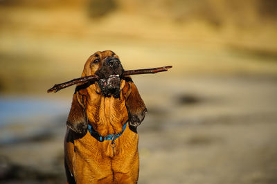 Bloodhound holding carrying stick in mouth