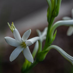 Close-up of white flowering plant