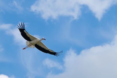 Low angle view of bird flying against sky