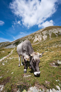 Cow in the pasture, south tyrol.