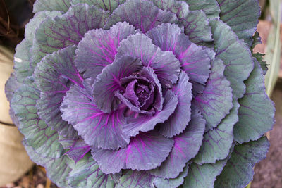 Close-up of purple flowering plant