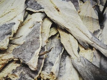 Close-up of dried leaves on tree trunk