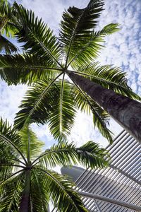 Low angle view of palm tree against sky