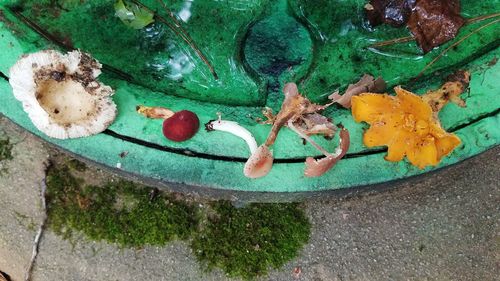 High angle view of fruits and plants in water