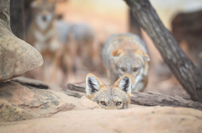 Portrait of foxes on land