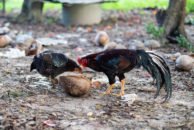 View of birds on land