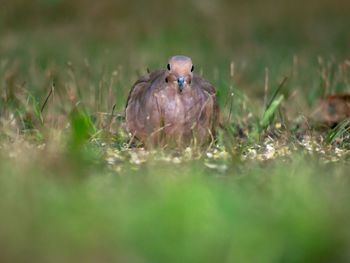 View of a bird on field