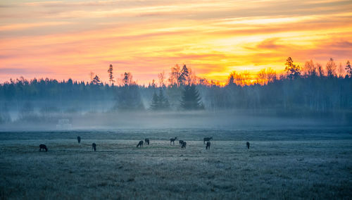 A beautiful misty morning with wild red deer herd grazing in the meadow. 