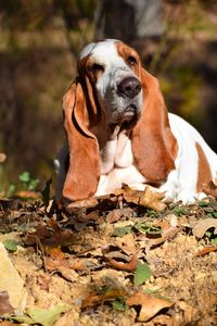 Close-up of a dog on dry leaves