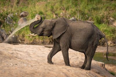 African bush elephant throws sand over itself