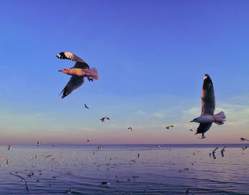 Low angle view of seagulls flying over sea against sky