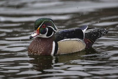 Wood duck swimming in lake