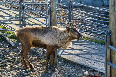 A reindeer with antlers at an animal park in issaquah, washington.