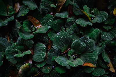 Full frame shot of leaves in water