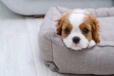 Close up portrait of cute blenheim king charles spaniel dog puppy in a indoor home setting