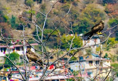 Bird perching on a tree