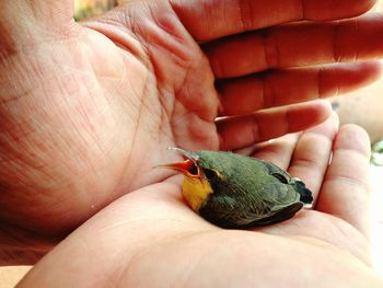 Close-up of a hand holding a bird