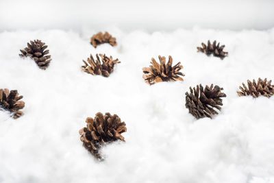 Close-up of pine cone on plant during winter