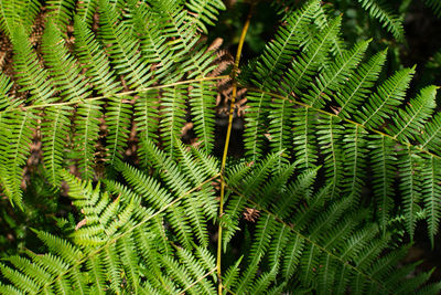 Full frame shot of fern leaves