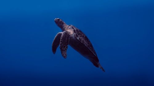 Turtle swimming in sea of indonesia