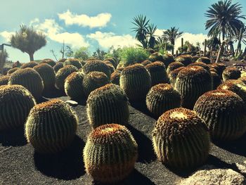 Close-up of cactus growing on field against sky