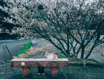 Cat sitting on bench