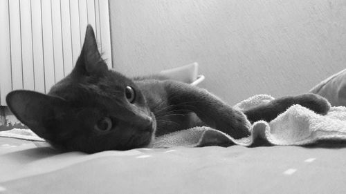 Close-up of dog relaxing on bed at home