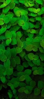 Full frame shot of green leaves