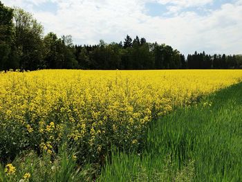 Scenic view of oilseed rape field against sky