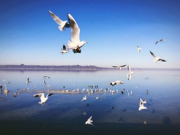 Seagulls flying over lake against sky