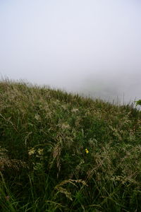 Grass growing on field against sky